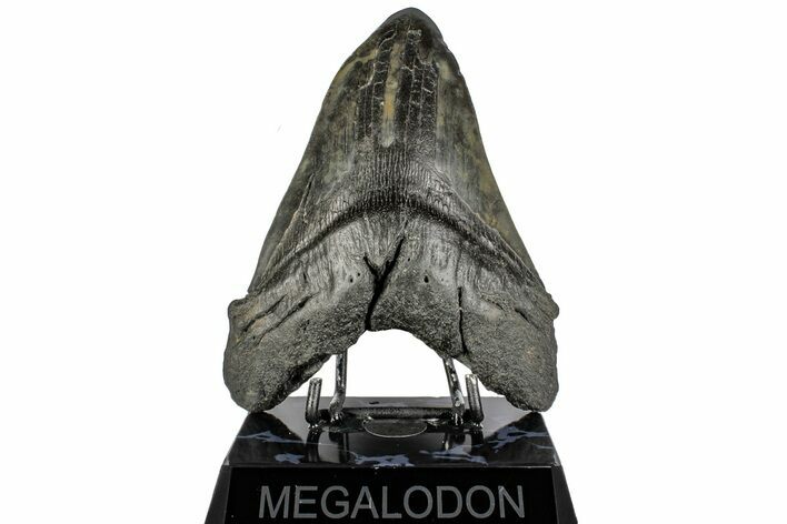 Huge, Fossil Megalodon Tooth - South Carolina #197878